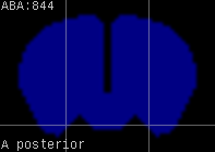 ABA expression energy