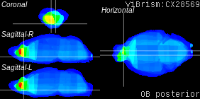 ViBrism