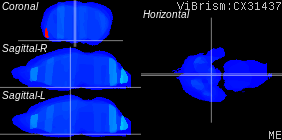 ViBrism